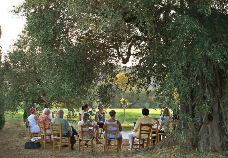 olive groves at Costa Navarino in the Peloponnese